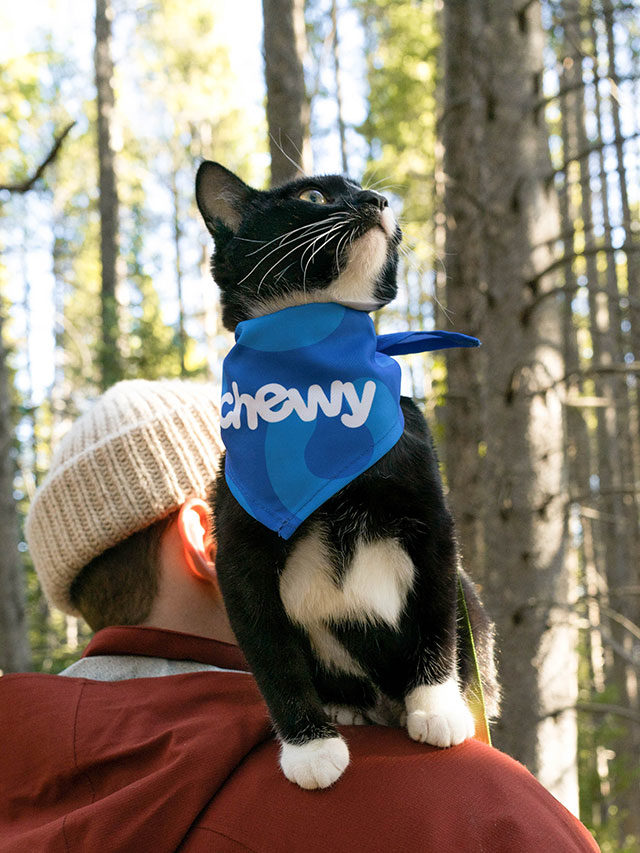 You dont adopt the kitty, the kitty adopts you