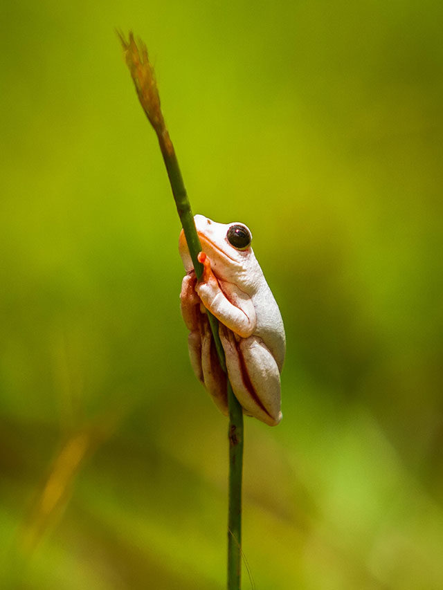 A frog can only take so much before completely losing it